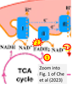 Che 2023 Plant Cell Environ CORRECTION.png