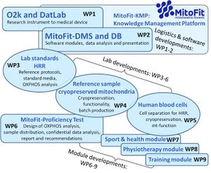 MitoFit Work packages.jpg